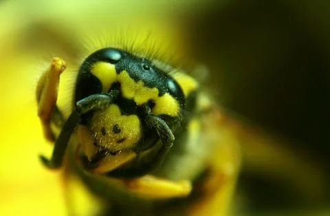 Wasp close-up Stock Photos