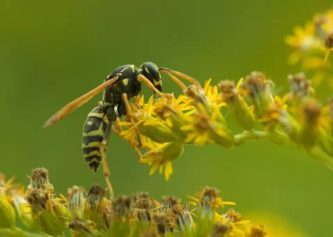 Wasp close up Stock Photos