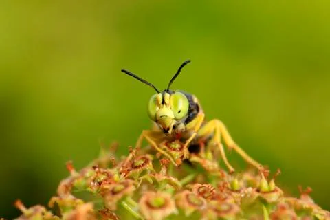 A wasp, close-up Stock Photos