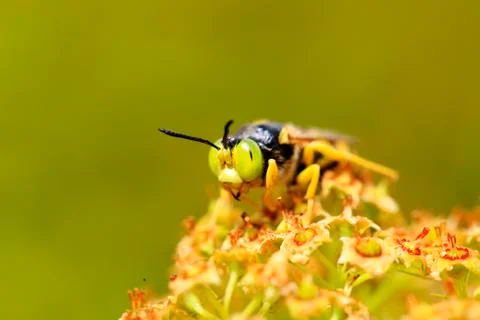 A wasp, close-up Stock Photos