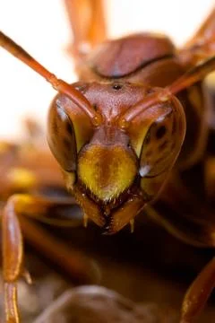 Wasp close Stock Photos