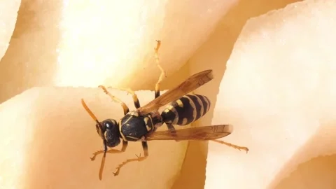 Wasp close-up on sweet apples Stock Footage 219748217