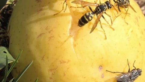 Wasp close-up on a sweet pear Stock Footage 218389666
