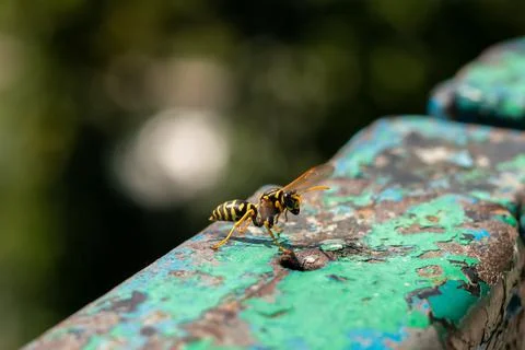 Wasp close-up. Yellow pattern on the black body of the wasp. Blurred background. Stock Photos
