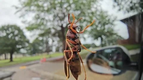 Wasp Closeup On Window Blowing Bubbles Stock Footage 249362690