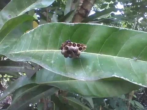 Wasp cocoon is found in the park, there are insects and eggs in it Video stock 163678803