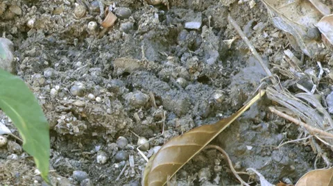 Wasp collecting mud Stock Footage 39508497