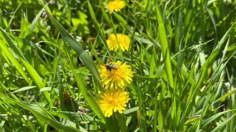Wasp Collecting Nectar on Dandelion Vídeos de archivo 337410136