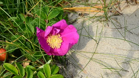 Wasp collects nectar from a flower Video stock 42967387