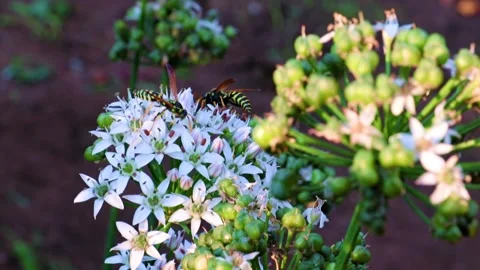A wasp collects nectar Stock-Footage 219047005