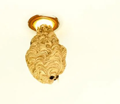 Wasp Colony Adaptability Foto stock