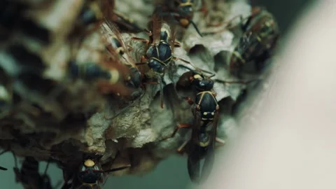 Wasp colony cares for its larvae in a small paper nest. Stock Footage 318073001