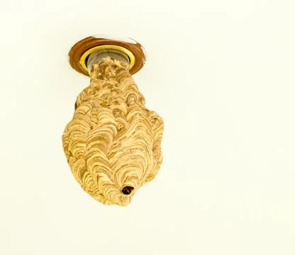 Wasp Colony Nest Stock Photos