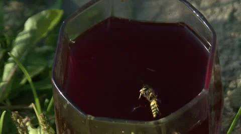 Wasp in compote Stock-Footage 12449783