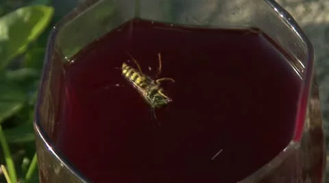 Wasp in compote Video stock 12449791