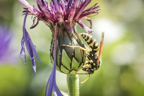 A wasp on a cornflower. Stock Photos