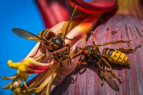 Wasp couple Stockfoto's