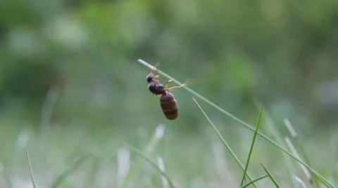 Wasp crawling on a blade of grass insect Stock Footage 36579102