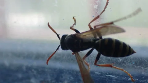 Wasp crawling on a glass surface Stock-Footage 161629358