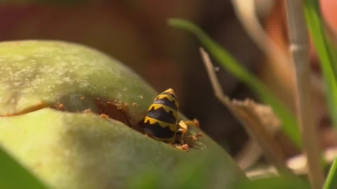 Wasp crawling into ripe apple, close up Stock Footage 314896455