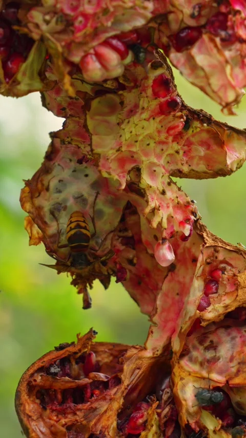 Wasp crawling on a split open pomegranate feeding on ripe red seeds in an o.. Vídeo Stock 346960005