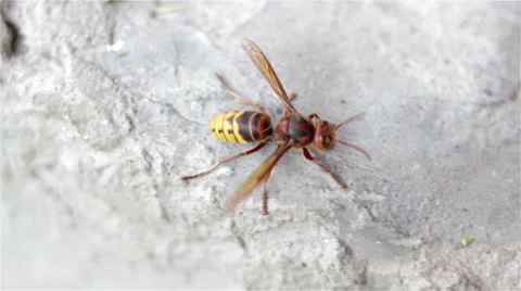 Wasp crawling on a stone Stock Footage 66393052