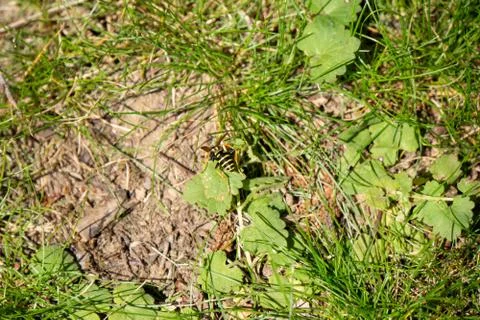 Wasp crawls on the ground Foto stock