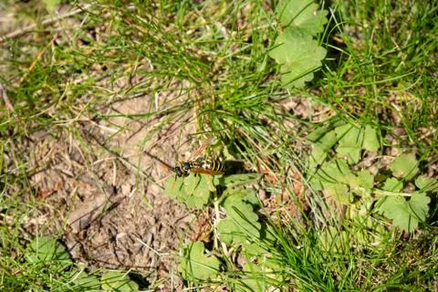 Wasp crawls on the ground Stock Photos