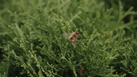 A wasp crawls on a juniper tree Stock Footage 143837983