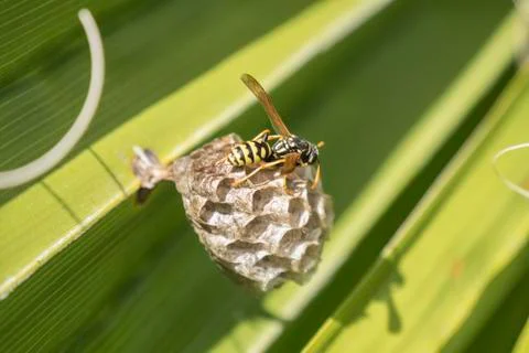 Wasp creating a nest  in a palm leaf Stock Photos