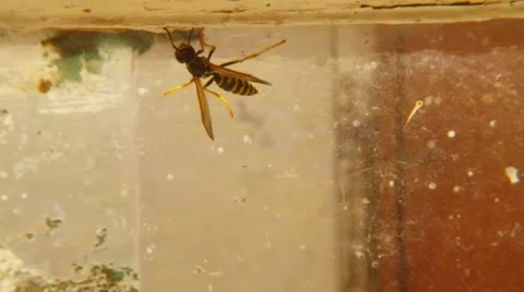 Wasp Creep on Dirty Glass in Web, Try to Fly and Fall Macro Stock Footage 67252552