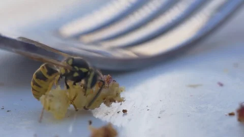 Wasp is cutting down a chunk of cake Stock Footage 93413879