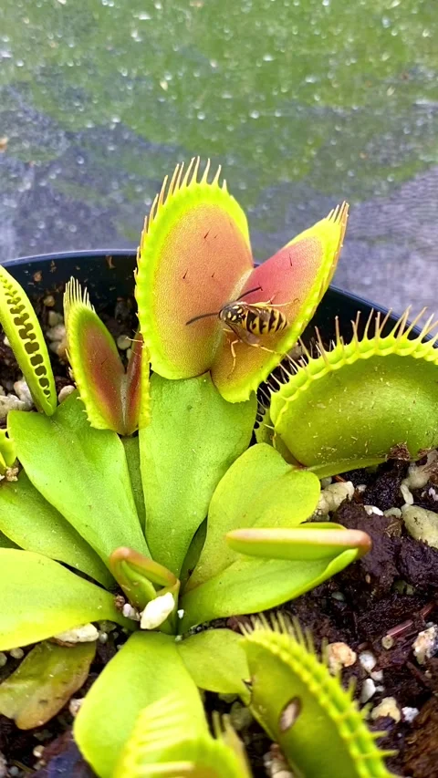 Wasp Dances Into Venus Flytrap, Germany Stock Footage 251660779