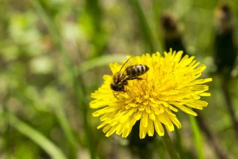 Wasp on a dandelion Stock Photos