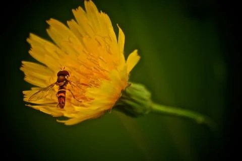 Wasp on dandy lion Stock Photos