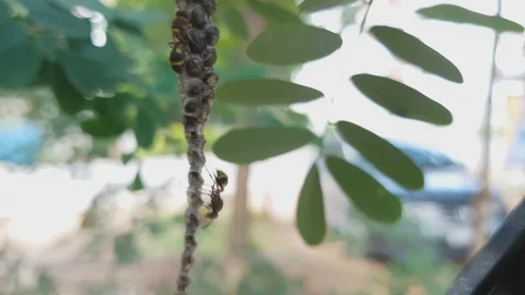 Wasp is danger a bug on the hive, 스톡 동영상 95680458