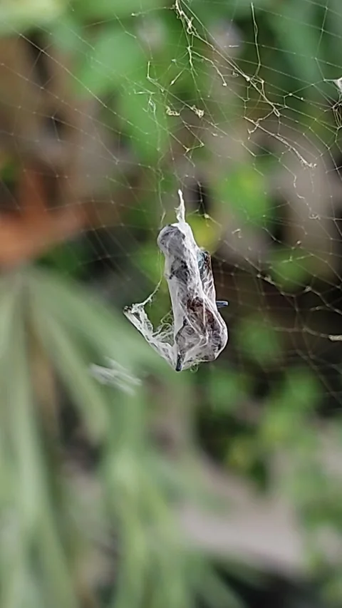 Wasp dangling from a spider's web after being encased in silk. Video stock 308091621