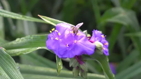 Wasp decided this time to eat pollen from a flower Stock Footage 132993301