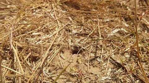 Wasp Digger Come Across the Ground Input Covered With Dry Grass Stock Footage 60559569