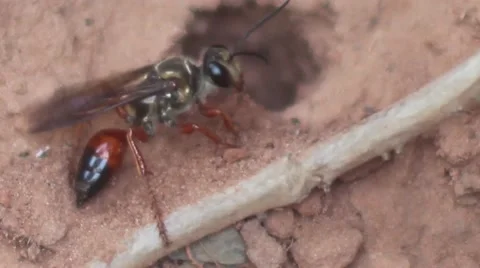 Wasp digging hole on sandy ground (timelapse version) Stock Footage 55206949