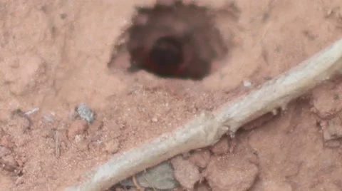 Wasp digging hole on sandy ground Stock Footage 55220313