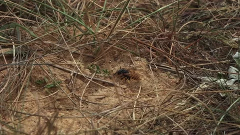 The wasp digs in the sand, the wasp digs something out of the sand Stock Footage 221093361
