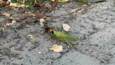 Wasp dragging locust across the sand to its hole Stock Footage 246387613