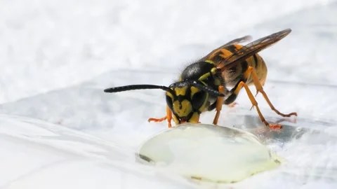 Wasp drinking honey on white background Stock Footage 303168772