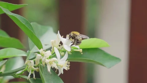 Wasp drinking nectar close-up, slow motion Stock Footage 106810289