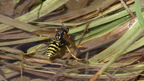 Wasp is drinking water between leafs Stock Footage 279180641