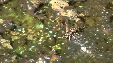 Wasp drinking water Stock-Footage 8535553