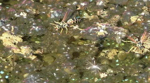 Wasp drinking water Stock Footage 8535579