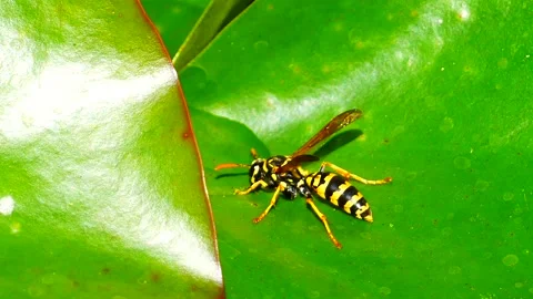 A wasp drinking water on a lily pad in hot summer day. Close up view. 4K video Stock Footage 130512381