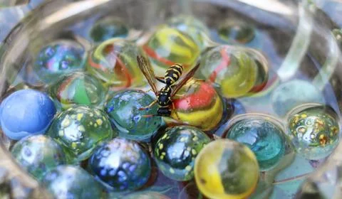 Wasp drinking in waterer 写真素材